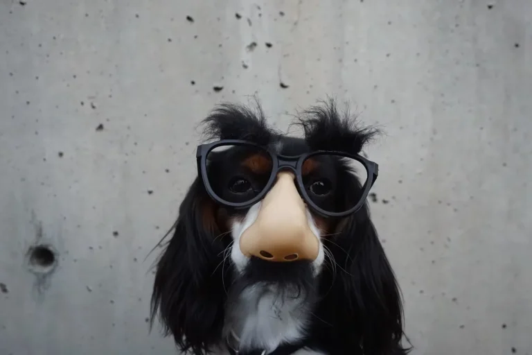 Dog wearing novelty glasses, a fake nose and moustache to represent hiding behind a false identity